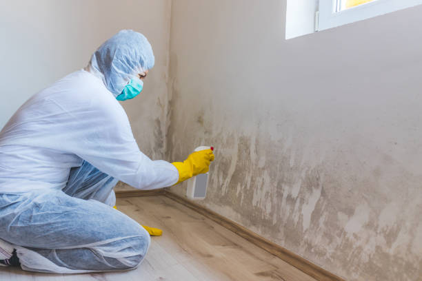 Licensed Attic Mold Removal service in Patton, PA - WQB Mold Removal