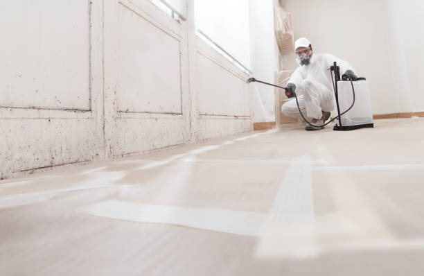 24/7 Emergency Attic Mold Removal experts in Patton, PA