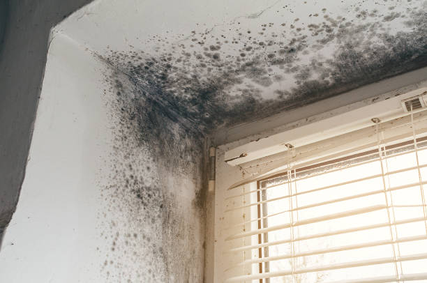 Affordable Attic Mold Removal solutions in Patton, PA