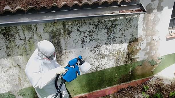 Top rated local Attic Mold Removal specialists in Patton, PA